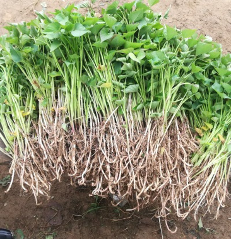 红薯种植后多久施肥产量高?卫华红薯揭秘科学施肥时间